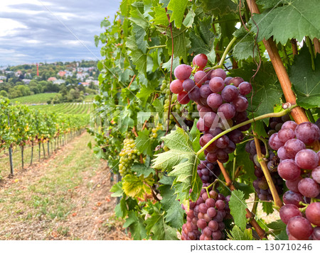 Traditional vineyards in Austria in autumn, grapes growing in the hills of Vienna. Traditional vineyards in Austria in autumn, grapes growing in the hills of Vienna. 130710246