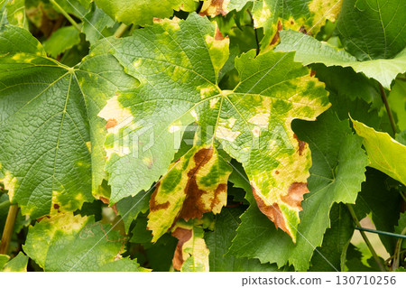 Mottled dried, disease-damaged grape leaves. 130710256