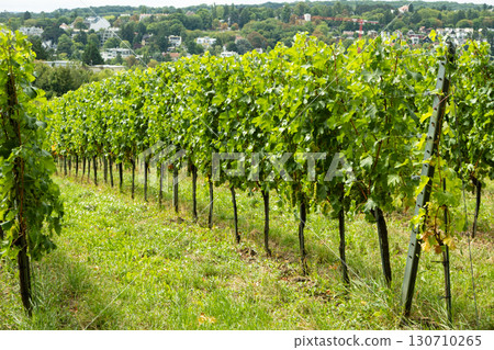 Idyllic Vineyard Panorama with Grapevines and Ripe Harvest 130710265