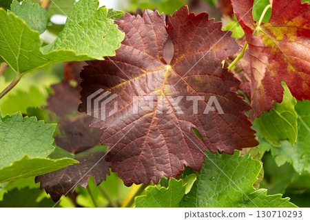 Grape leaves that have changed color, vineyard disease. 130710293