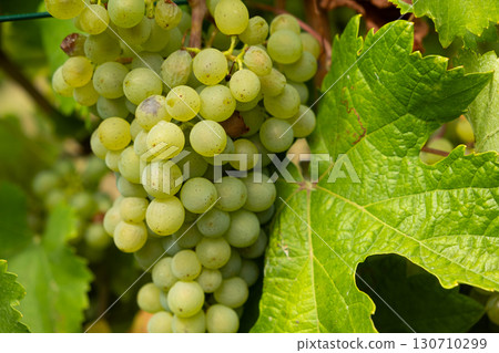 Close-Up of Ripe Grape Clusters on the Vine 130710299
