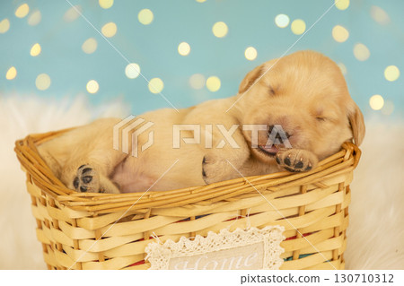 Newborn golden retriever puppy sleeping in wicker basket with home sign Newborn golden retriever puppy sleeping in wicker basket with home sign 130710312