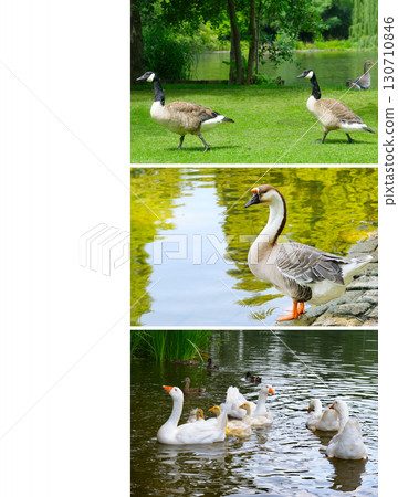 Three Scenes of Waterfowl in a Park Collage Three Scenes of Waterfowl in a Park Collage 130710846
