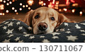 Golden retriever relaxing on starry blanket with warm bokeh lights 130711067