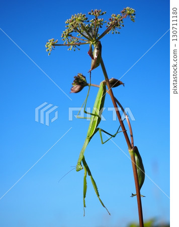 藍天下潛伏的螳螂（20250906161509） 130711180