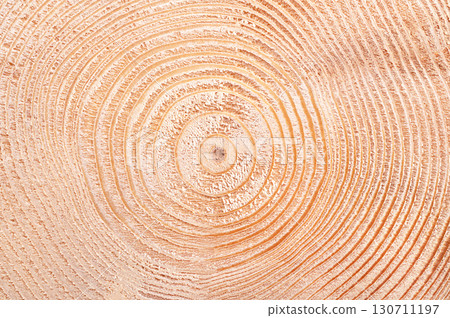 Spruce tree, growth rings, horizontal cross section. Cut through the dried trunk of an European spruce tree, Picea abies, showing annual rings, also called tree rings, expanding in a wave-like manner. 130711197