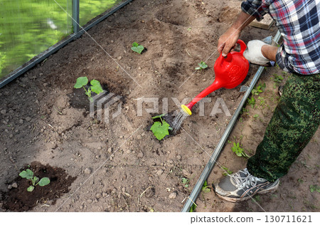 Male hand watering a freshly planted cucumber plant from a plastic watering can 130711621