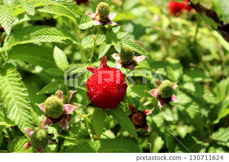 Ripe Tibetan raspberry with unripe berries on a bush in the garden 130711624