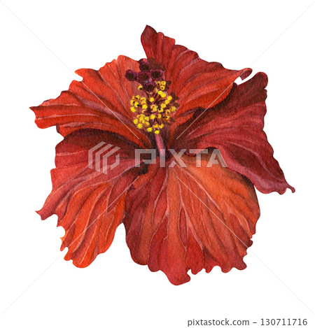Watercolor drawing of a red hibiscus flower. An exotic floral element for postcards, invitations, prints, and festive botanical design. Watercolor drawing of a red hibiscus flower. An exotic floral element for postcards, invitations, prints, and festive botanical design. 130711716