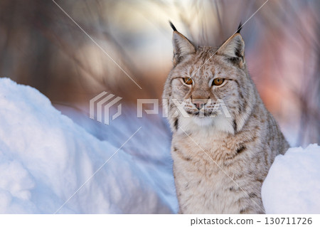 Lynx in snowy winter landscape 130711726