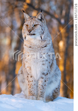 Elegant lynx in winter forest 130711728