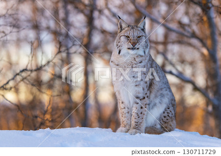 Lynx in a tranquil winter forest Lynx in a tranquil winter forest 130711729