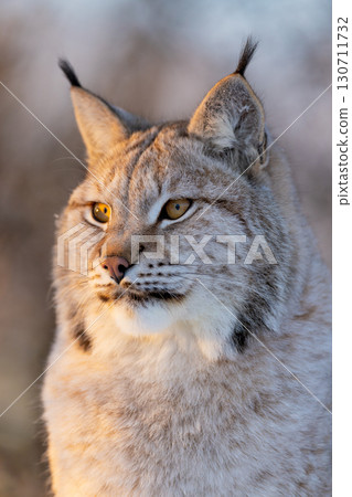 Close-up of lynx in natural habitat 130711732