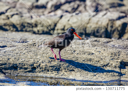 A Sooty Oystercatcher bird searching for food on a rocky coastline 130711775