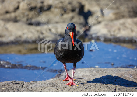 A Sooty Oystercatcher bird searching for food on a rocky coastline A Sooty Oystercatcher bird searching for food on a rocky coastline 130711776