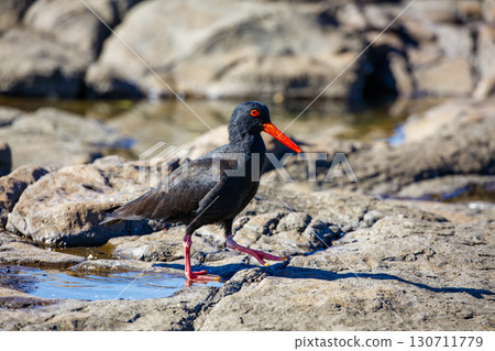 A Sooty Oystercatcher bird searching for food on a rocky coastline 130711779