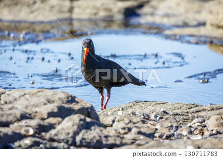 A Sooty Oystercatcher bird searching for food on a rocky coastline 130711783
