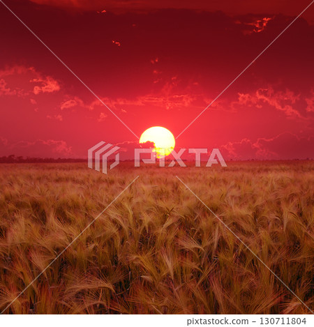 Dramatic Red Sunset Over a Golden Barley Field Creating a Breathtaking and Vibrant Rural Landscape Scene Highlighting the Beauty of Nature. 130711804