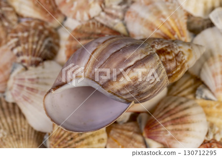 empty sea shells in a pile are used as souvenirs , a large number of seashells are in poor condition from improper storage 130712295