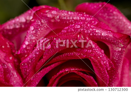 beautiful red roses in drops of water in a large bouquet on top of each other, several wet red fresh roses for arranging bouquets 130712300