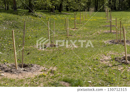 trees in the park tied on wooden poles, new young trees in the park with supports to ensure proper tree growth trees in the park tied on wooden poles, new young trees in the park with supports to ensure proper tree growth 130712315