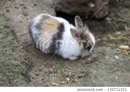 One tricolor rabbit is white, black and red in the yard with slides and pits, one young rabbit is walking in the yard One tricolor rabbit is white, black and red in the yard with slides and pits, one young rabbit is walking in the yard 130712321