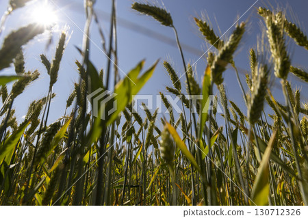 a field with wheat during ripening in the summer, a field with green wheat, blue sky 130712326