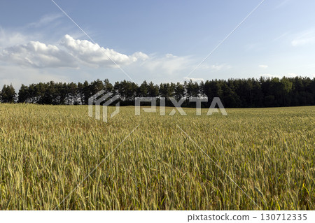 rye plants in eastern Europe during sunset, a large number of rye ears in a field against a blue sky with yellow hues at sunset, landscape rye plants in eastern Europe during sunset, a large number of rye ears in a field against a blue sky with yellow hues at sunset, landscape 130712335
