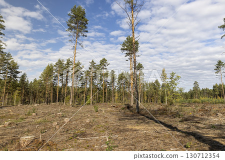 pine during the cutting down of pine trees to obtain wood for construction and other purposes, part of the felled pine forest with tall trees for industrial use of wood pine during the cutting down of pine trees to obtain wood for construction and other purposes, part of the felled pine forest with tall trees for industrial use of wood 130712354