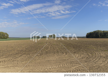 field after harvest in the autumn season, autumn landscape of the field with forest and trees on the horizon field after harvest in the autumn season, autumn landscape of the field with forest and trees on the horizon 130712355