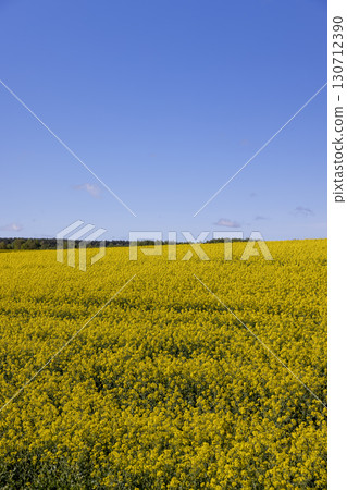 a yellow field with a large number of rapeseed flowers, yellow rapeseed flowers in the summer during the flowering season a yellow field with a large number of rapeseed flowers, yellow rapeseed flowers in the summer during the flowering season 130712390