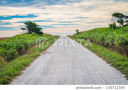 北海道宗谷丘陵「白色之路」的壯麗景色 130712395