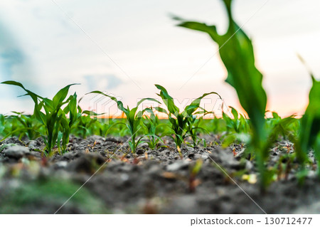 Corn seedlings in farmland soil photographed at sunset with warm evening light. Corn seedlings in farmland soil photographed at sunset with warm evening light. 130712477