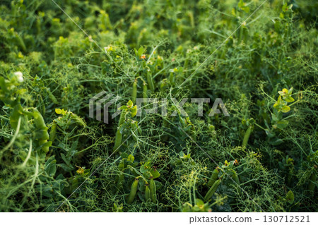 Close-up of pea pods growing in field, fresh organic green peas in rural agricultural farmland with sustainable crop cultivation Close-up of pea pods growing in field, fresh organic green peas in rural agricultural farmland with sustainable crop cultivation 130712521