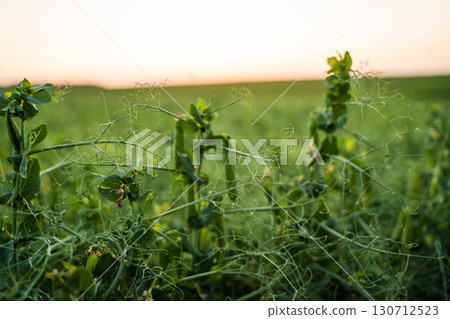 Close-up of fresh pea plants with tendrils and pods in farmland, natural organic crop cultivation during summer season in rural landscape 130712523