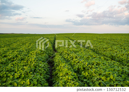 Green soybean farmland stretching to horizon under summer sky, rural agricultural landscape with rows of fresh organic crop plants Green soybean farmland stretching to horizon under summer sky, rural agricultural landscape with rows of fresh organic crop plants 130712532