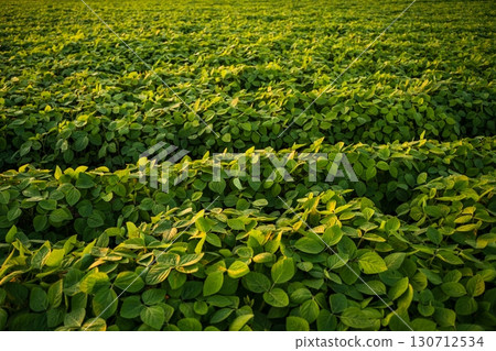 Rows of soybean plants illuminated by golden sunset light, agricultural farmland with organic green crops in rural landscape during summer 130712534