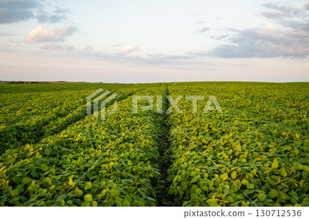 Wide soybean field under summer sky, rows of green plants stretching to horizon in rural agricultural farmland landscape Wide soybean field under summer sky, rows of green plants stretching to horizon in rural agricultural farmland landscape 130712536