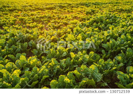 Sugar beet plants illuminated by golden evening sunlight on farmland, vibrant green crop rows in rural agricultural landscape at sunset 130712539