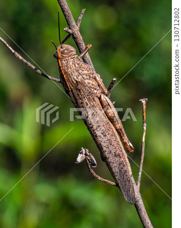 A brown beach locust, Aiolopus strepens at the Archaeological Circuit in Vale Fuzeiros in Vilarinha, Algarve, Portugal 130712802