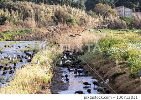 Glossy ibis, Plegadis falcinellus and seagulls at Porto Palafita da Carrasqueira in Portugal Glossy ibis, Plegadis falcinellus and seagulls at Porto Palafita da Carrasqueira in Portugal 130712811
