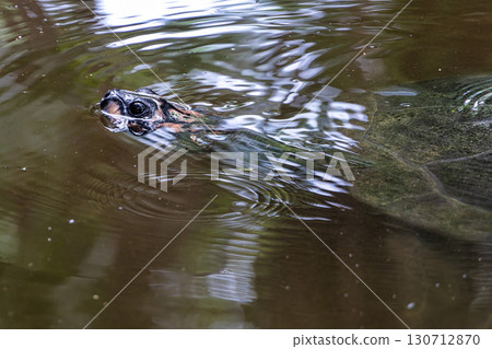 The Arrau turtle, Podocnemis expansa is the largest of the side-neck turtles in Latin America. Seen at Belem in Brazil The Arrau turtle, Podocnemis expansa is the largest of the side-neck turtles in Latin America. Seen at Belem in Brazil 130712870