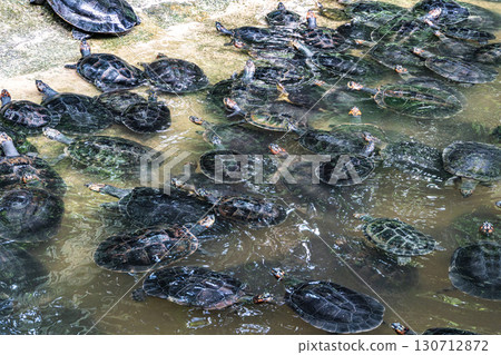 The Arrau turtle, Podocnemis expansa is the largest of the side-neck turtles in Latin America. Seen at Belem in Brazil 130712872