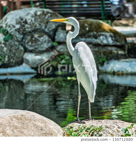 Great egret, Ardea alba at Praca Batista Campos in the city of Belem, in the state of Para, Brazil. 130712880