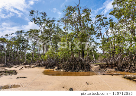 Barra velha beach at Soure, Marajo in Para, Brazil. Beautiful beach and mangrove trees with their great crooked roots 130712885