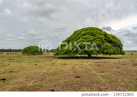 Water Buffalos and big trees at a rural property called Fazenda at Soure in Marajo Island, Brazil. Water Buffalos and big trees at a rural property called Fazenda at Soure in Marajo Island, Brazil. 130712903