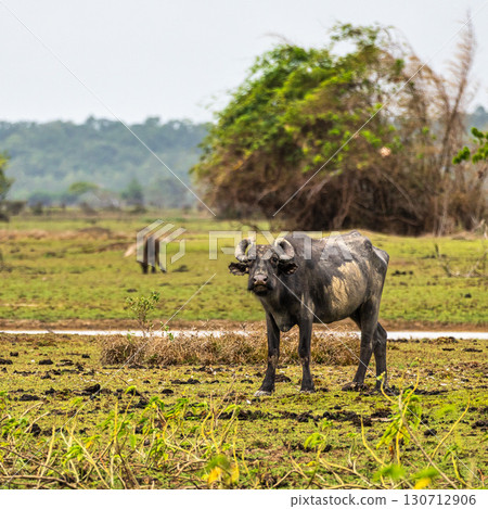 Water Buffalos at a rural property called Fazenda at Soure in Marajo Island, Brazil. 130712906