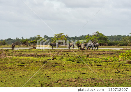 Water Buffalos at a rural property called Fazenda at Soure in Marajo Island, Brazil. Water Buffalos at a rural property called Fazenda at Soure in Marajo Island, Brazil. 130712907