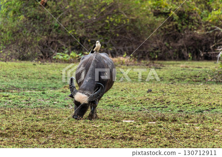 Water Buffalo with a bird on its back at a rural property called Fazenda at Soure in Marajo Island, Brazil. Water Buffalo with a bird on its back at a rural property called Fazenda at Soure in Marajo Island, Brazil. 130712911
