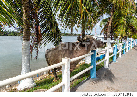 The famous Water Buffalo called the german buffalo at Soure on Marajo Island in Brazil The famous Water Buffalo called the german buffalo at Soure on Marajo Island in Brazil 130712913